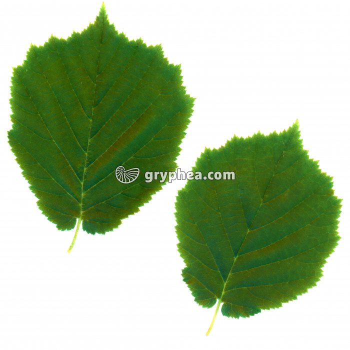  Noisetier - Feuilles (Corylus avellana) - gryphea.org